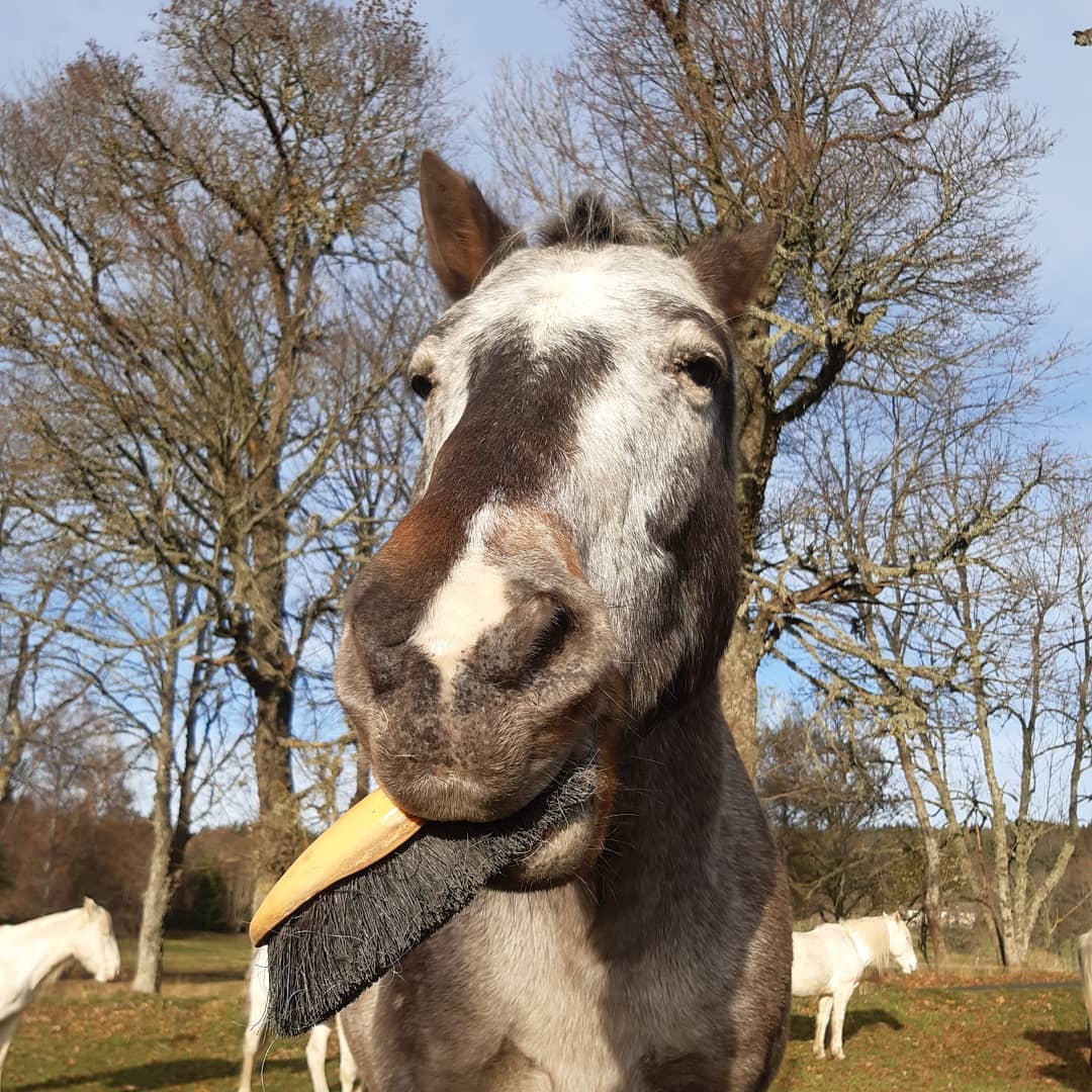 À qui s'adresse l'équithérapie ? Le cheval comme partenaire thérapeutique
